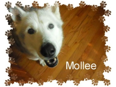 Mollee