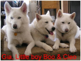 Gia, Little Boy Boo, and Cleo