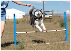 Jumping Jumping