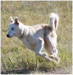 Diamond zooming around at her new home