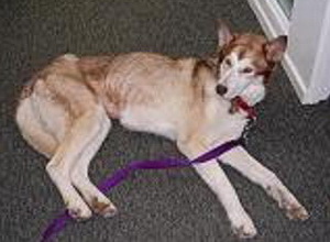 Bella Bella