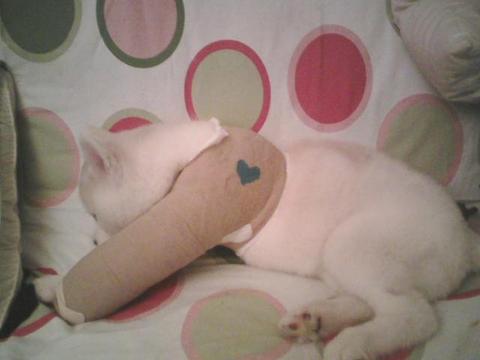 Maxine in her cast Maxine in her cast