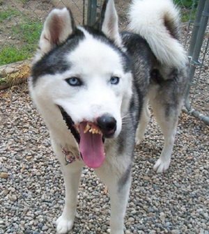 Sammie before surgery Sammie before surgery