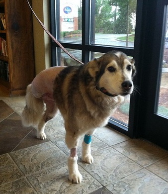 Carmen - after surgery Carmen - after surgery
