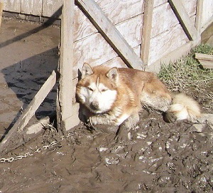 Nanook Nanook