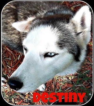 Destiny Destiny