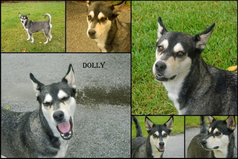 Dolly Dolly