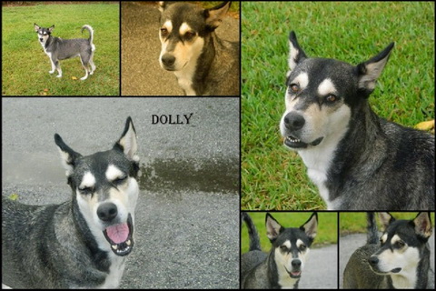 Dolly