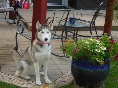 Maya in her new home Maya in her new home