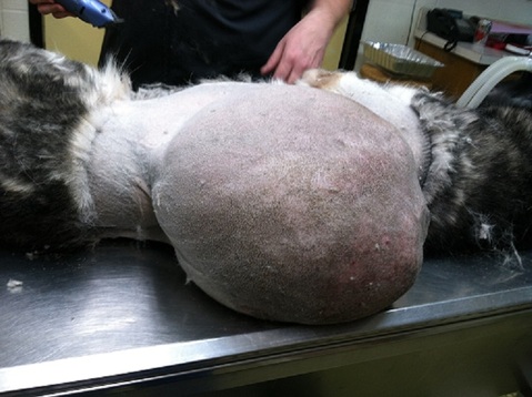 Tumour Tumour