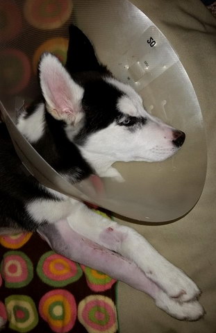 Alex putting up with his cone Alex putting up with his cone