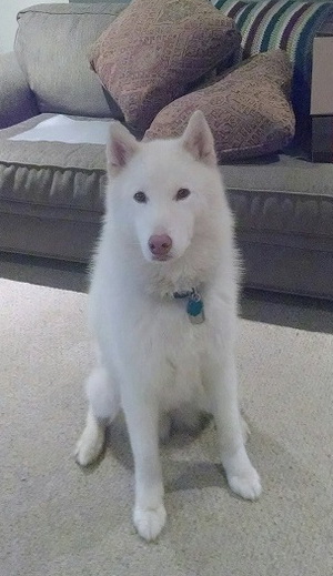 Cody Cody