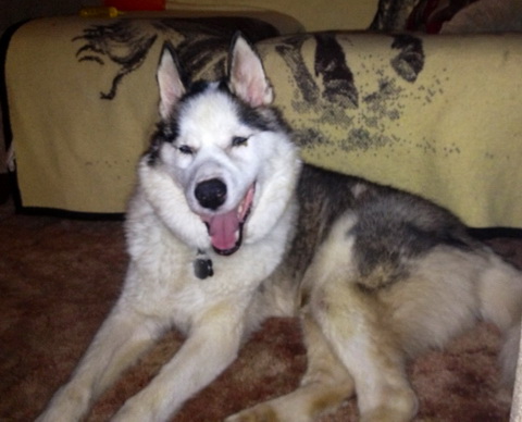 Koda Koda
