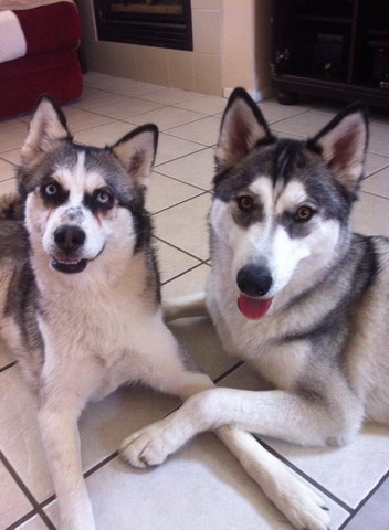 Sadie and Athena Sadie and Athena