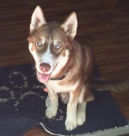 Zorro Zorro