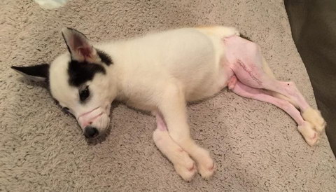 Kane Post Surgery Kane