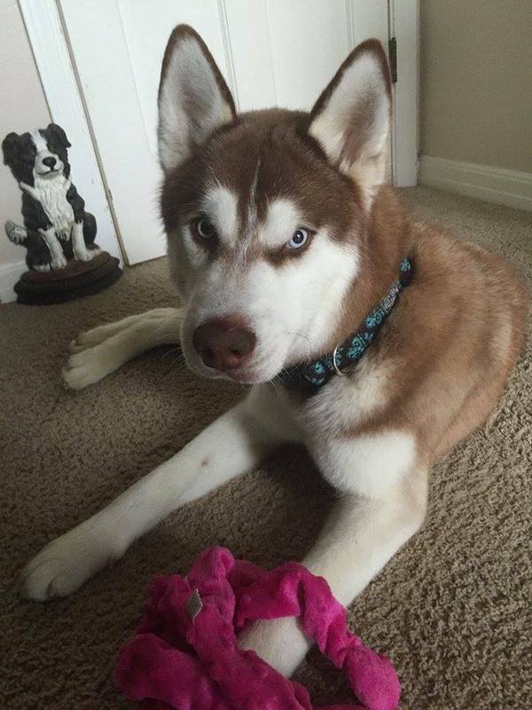 Koda Koda