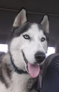 Loki Loki