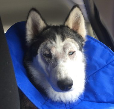 not a happy puppy not a happy puppy
