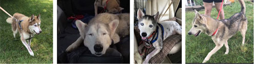 Dravyn, Niko, Kodah, Maci Dravyn, Niko, Kodah, Maci