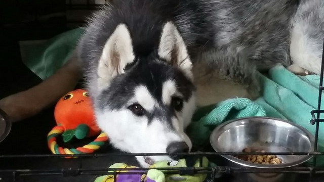 Loki Loki