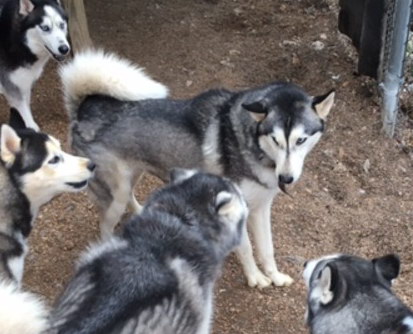 Mongo with his play group Mongo with his play group