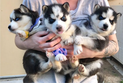 Parvo Survivors Parvo Survivors