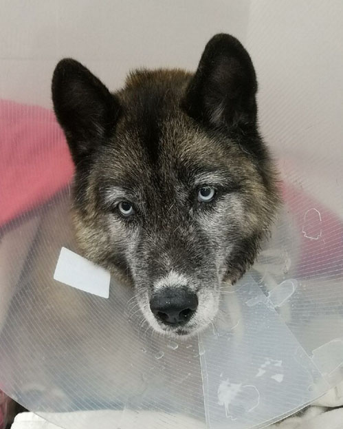 Cheyenne Cheyenne