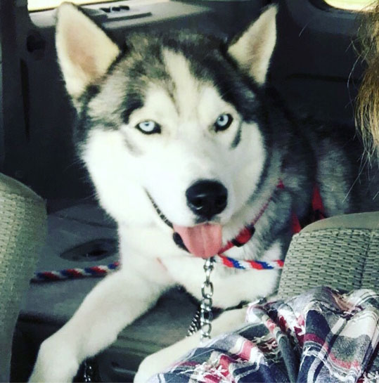 Loki Loki