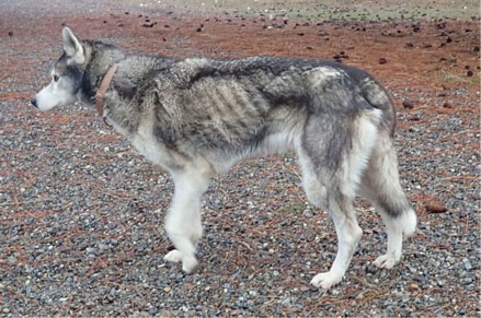 Mason when rescued Mason when rescued