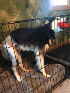 you try keeping a puppy in a crate you try keeping a puppy in a crate