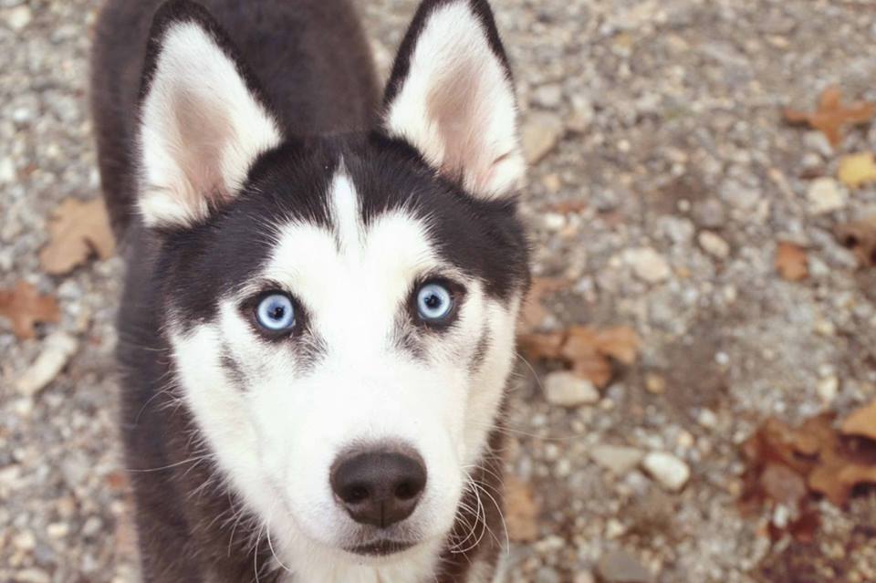 Ruger Ruger