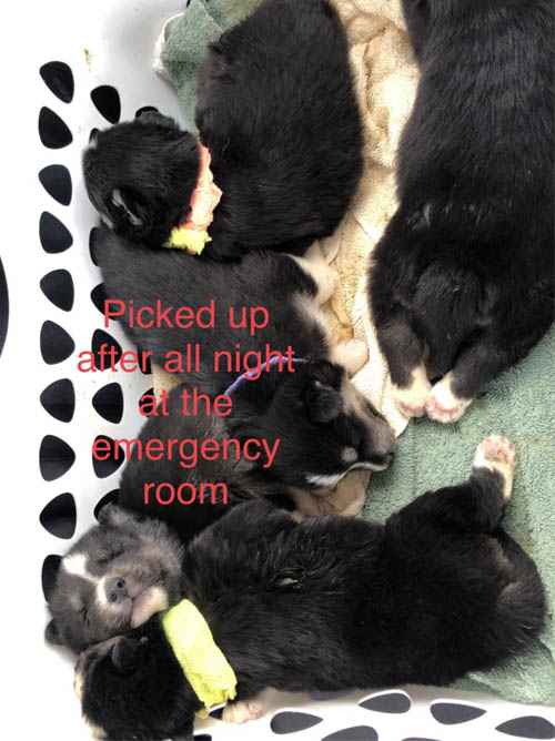 5 Puppies 5 Puppies