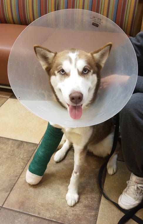 Chanel with broken leg Chanel with broken leg
