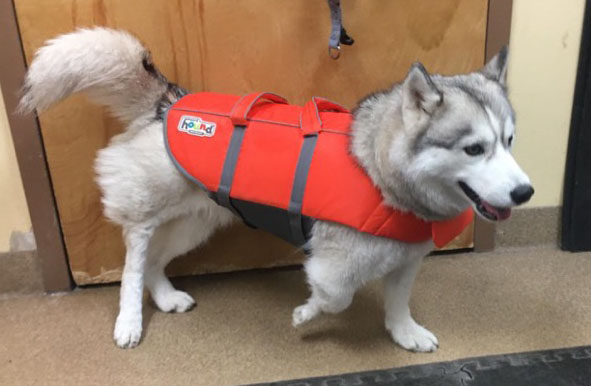 Kera ready for hydrotherapy