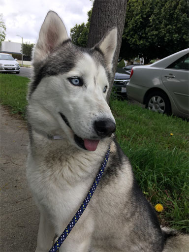 layla Layla