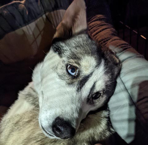 how could you resist this face? how could you resist this face?