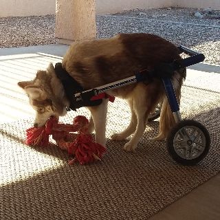 Chance - getting around Chance - getting around