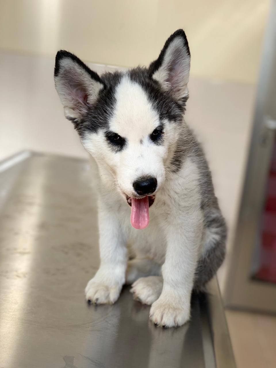 Puppy Puppy