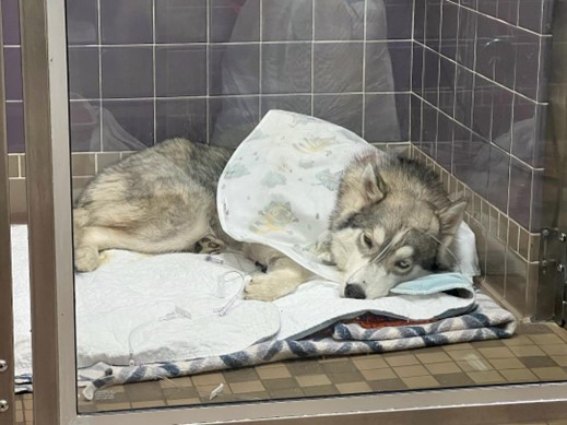 After surgery After surgery
