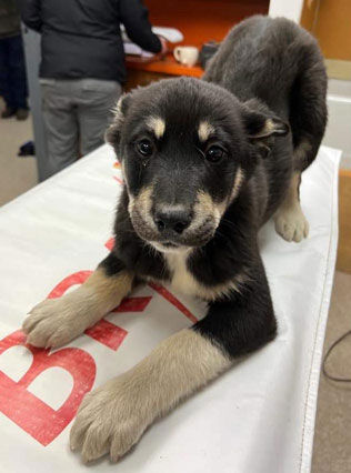 Puppy 1 Puppy 1