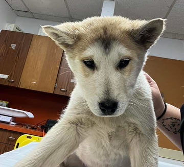 Puppy 2 Puppy 2