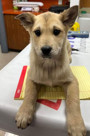 Puppy 5 Puppy 5