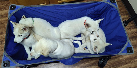 Pups Pups