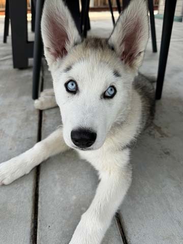Eva Eva