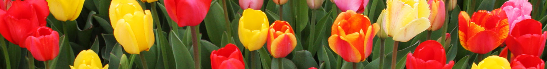 Flower Power Flower Power